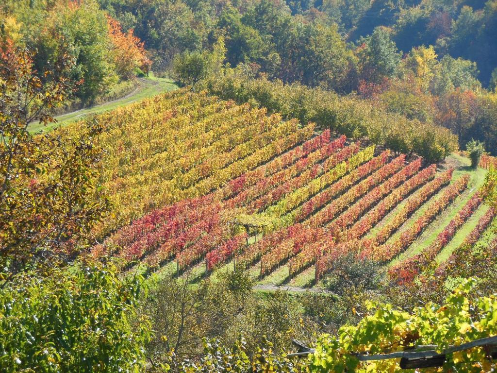Agriturismo Affittacamere Barbarossa 돌리아니 외부 사진
